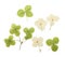 Pressed and dried flower hydrangea. Isolated