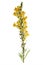 Pressed and dried flower Linaria vulgaris. Isolated