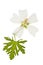 Pressed and dried flower mallow musk with green carved leaf, is