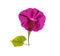 Pressed and dried flower morning-glory or Ipomoea, isolated