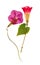 Pressed and dried flower morning-glory or Ipomoea, isolated on w