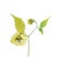 Pressed and dried flower physalis on stalk with green leaves iso