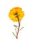 Pressed and dried flower purslane portulaca, isolated