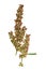 Pressed and dried flower rumex confertus (horse sorrel).