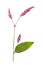 Pressed and dried flower smartweed or persicaria hydropiper