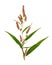 Pressed and dried flower smartweed or persicaria hydropiper, iso