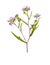 Pressed and dried flower Symphyotrichum novi-belgii. Isolated