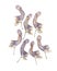 Pressed and dried flowers aconitum. Isolated on white background. For use in scrapbooking, pressed floristry or herbarium