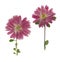 Pressed and dried flowers aster Michaelmas daisy, isolated