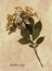 Pressed and dried flowers of European elder