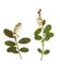 Pressed and dried flowers lingonberry, isolated