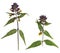 Pressed and dried flowers melampyrum nemorosum