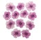 Pressed and dried flowers verbena, isolated on white background. For use in scrapbooking, floristry or herbarium
