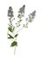 Pressed and dried flowers veronica officinalis