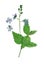 Pressed and dried flowers veronica officinalis, isolated
