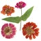 Pressed and dried flowers zinnia. Isolated on white background. For use in scrapbooking, floristry or herbarium