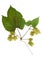 Pressed and Dried hop (humulus lupulus) female flowers with green leaves.