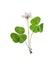 Pressed and dried set delicate flower oxalis. Isolated