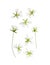 Pressed and dried Stellaria holostea flower. Isolated