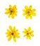 Pressed and dried yellow ficaria verna flowers, isolated