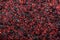 Pressed grape pomace, seeds and skins. Winemaking background