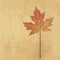 Pressed Maple leaf on paper