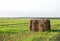 Pressed straw briquettes of harvest on a field. Harvesting dry grass for agriculture or farmer. Ecological fuel in straw