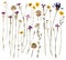 Pressed wild flowers