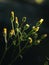 Pressed yellow wildflowers isolated on blur background