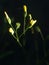 Pressed yellow wildflowers isolated on blur background