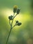 Pressed yellow wildflowers isolated on blur background