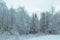 Prestine snowy white forest landscape after hoarfrost