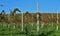 Prestressed supporting concrete poles with wires for vineyards in a cultivation along a hill