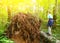 Preteen boy in the forest climb fallen tree