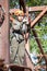 Preteen Caucasian girl climbs on rope course wearing climbing equipment