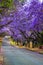 Pretoria street lined with purple jacaranda tree