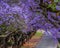 Pretoria street lined with purple jacaranda tree