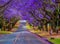 Pretoria street lined with purple jacaranda tree