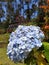 The prettiest hydrangea  flower in the garden