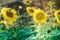 Prettiest sunflowers field in the afternoon in Nakhon Pathom, Thailand. Closeup of sunflower on farm.