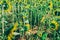 Prettiest sunflowers field in the afternoon in Nakhon Pathom, Thailand. Closeup of sunflower on farm.