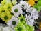 Prettty Bright Closeup Colorful Daisy Flowers Bouquet