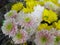 Prettty Bright Closeup Colorful Flowers Bouquet