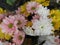 Prettty Bright Closeup Pink ,White, Yellow Daisy Flowers Bouquet