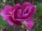 Prettty Bright Closeup Purple Rose Flowers Blooming In Spring 2020
