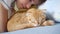 Pretty 8 years boy pet a sleeping ginger Scottish Fold kitten lying on blue