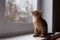 Pretty abyssinian kitten sitting on the windowsill and watching autumn rain through the window