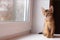 Pretty abyssinian kitten sitting on the windowsill and watching autumn rain through the window