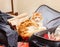 Pretty adult red cat suitcase