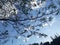 Pretty Afternoon Sky with thin tree